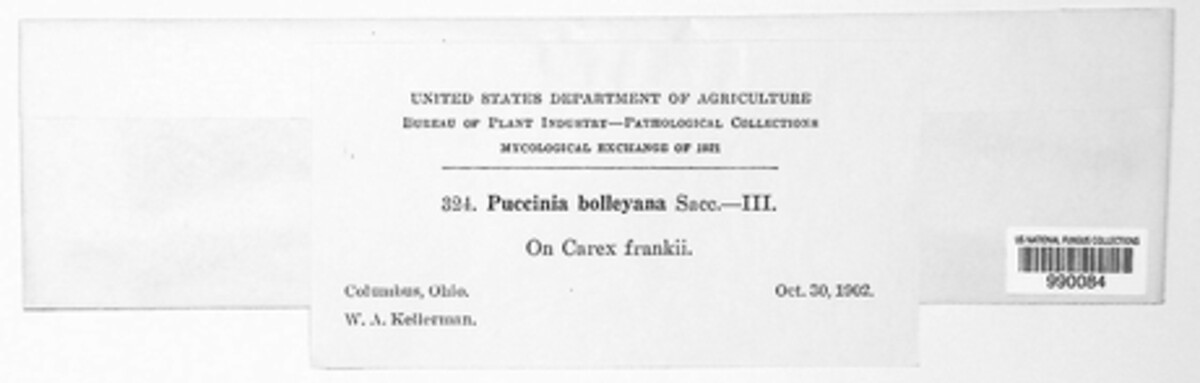 Puccinia bolleyana image